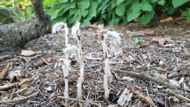 Five white plants