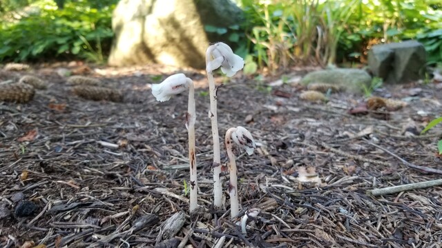 Side view of 3 white plants
