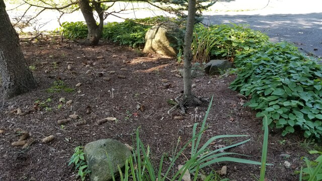 Mulch and pine trunks 
A rock
And small clusters of white plants