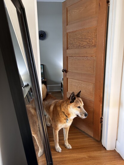a jindo dog in an office doorway