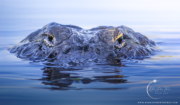 Eyes of the Everglades is a close up image of an American Alligator in Everglades National Park.