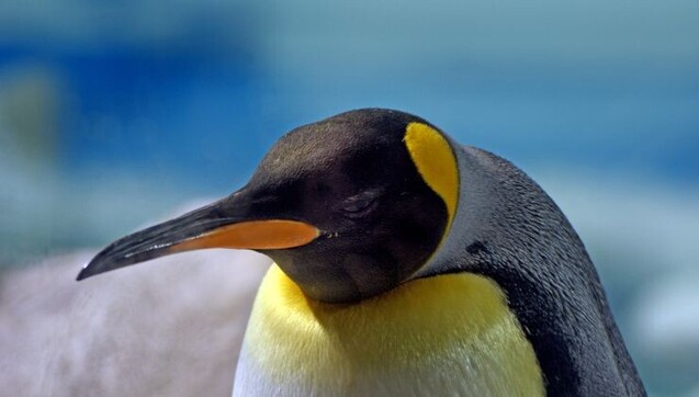 Penguin