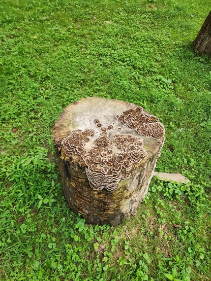 A stump or possibly squat log sitting on the ground surrounded by a big variety of low growing plants like a lawn. Flat brown mushrooms with white edges patchily cover half the top and creep down one side. Their tight stacks resemble gills or feathers on a plump chicken.