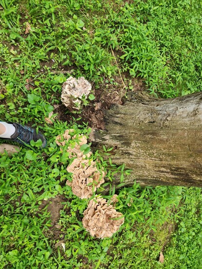 Four large fungi along the base of a dead tree set surrounded by low plants. Each tan mushroom is irregularly wrinkled and looks almost like a cabbage. My foot in the frame shows that they're about ten inches wide.