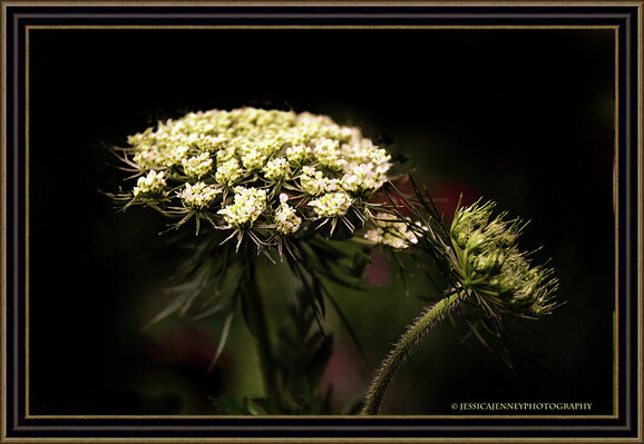 A delicate Queen Anne's Lace flower aglow in the summer 
By Jessica Jenney