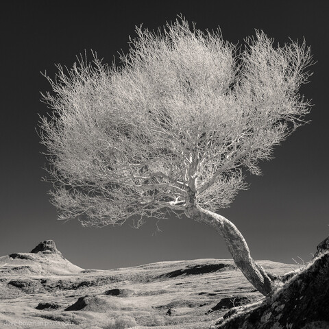 The stunning beauty of a highland tree in all its glory, with the peak of Stac Pollaidh in the distance. The use of infrared photography lends an ethereal quality to the image, with the leaves of the tree appearing in a ghostly white against the darker background. The soft, muted tones of the landscape create a sense of calm and serenity, while the rugged peak of Stac Pollaidh adds a touch of drama to the scene. A testament to the raw, natural beauty of the Scottish highlands.