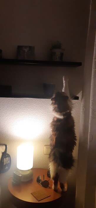 Gata calicó de pelo semilargo subida a la mesita de noche, estirada todo lo que puede para pedir la maceta de hierba gatera  que conseguí recuperar tras su intervención jardinera. Está en la segunda estantería negra, la más alta, fuera de su alcance. Hay una lámpara encendida, unas gafas de sol para cuando se hace de día, un posavasos de madera, un despertador y tapones para los oídos color menta. Solo se ve la base del teléfono fijo, que ella tapa. A la izquierda parte de la cama con cojines que hacen de cabecero y donde cuelga un antifaz para dormir. A la derecha unos visillos blancos que tapan la puerta de la terraza.