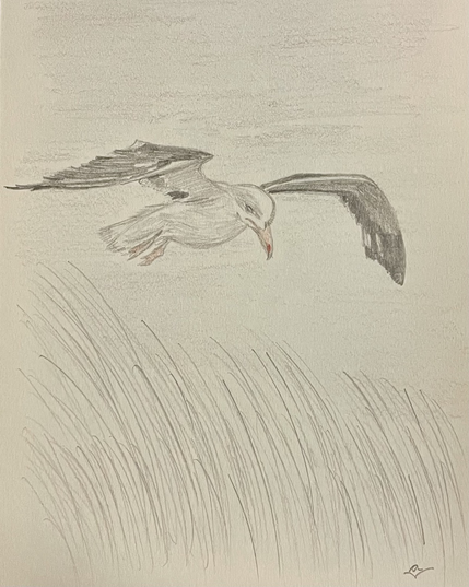 A seagull floating in the air above the grass and the sand