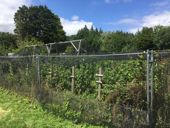 Image shows fruit bushes under netting in  wooden enclosure in a countryside setting with blue sky and clouds.