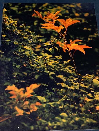 A photograph of “Autumn Foliage” which reminds me of old family slides. The colours are reminiscent of old 1960s colour film.