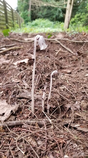 Three white plants in a pine mulch yard