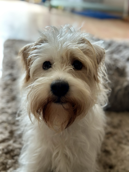 Headshot of a small white and brown dog. mixed terrier breed. 