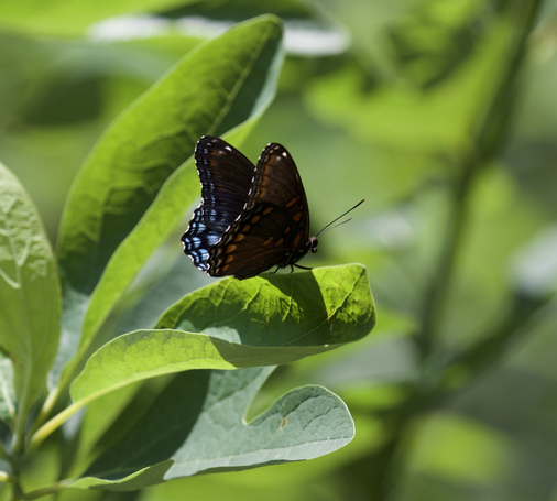 A photo of a red spotted purple butterfly perched on a green tree leaf