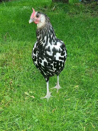 Zu sehen ist die Henne Helene auf grüner Wiese. Sie ist weiß mot schwarzen Punkten und blickt mit leicht geneigte Kopf on die Kamera