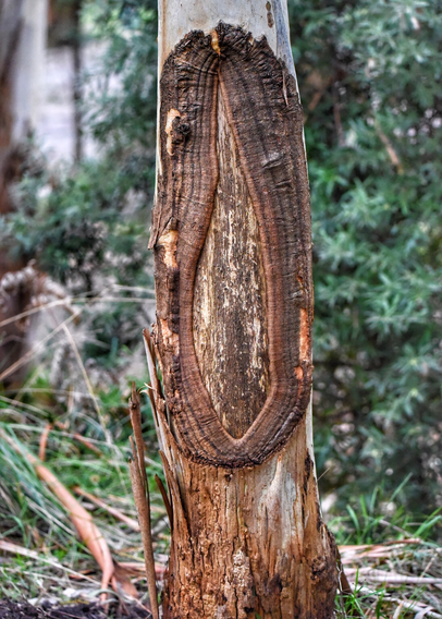 Narrow tree ~600mm with a elliptical scar cut into the trunk. The outer lining of the scar has regrown inwards over time but the smooth sapwood is still clearly visible. 