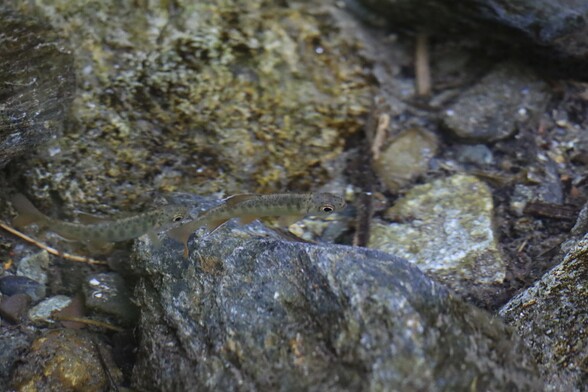 Close photo of two young salmon fry swimming above rough river rocks. The water is clear so you cant even see anything of it. The salmon fry have very big eyes for their size. Their fins are a dirty orange hue. They have pale grey oval dots marks that dot their side from gill to nearly their tail. 