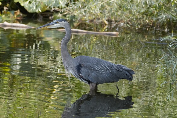 A great Blue Heron in the water