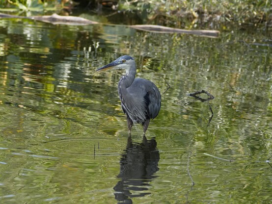 A Great Blue Heron looking away