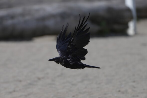 A crow flying at eye level over a beach