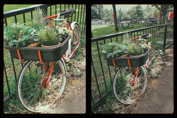 A red framed bicycle with white mudguards against black metal railings, green grass and a distant road in the background. The bike has a large black plastic tray attached to the handlebars, full of various flowering plants. Two vertical shots side by side, one is a closer shot than the wider shot other