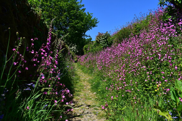 Pink wildflowers line a footpath 