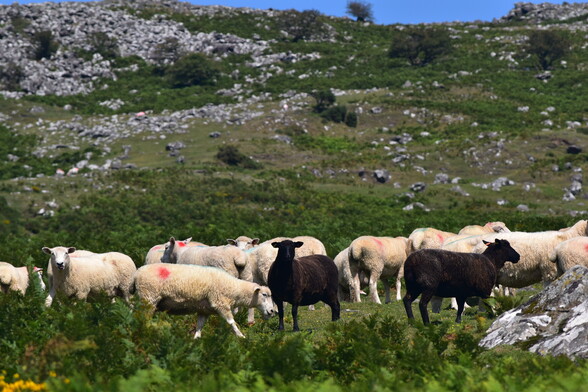 Sheep under a tor 