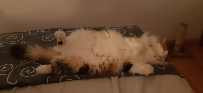 Gata calicó de pelo semilargo tumbada panzarriba a los pies de una cama grande bajo el ventilador de techo. Habitación en penumbra.