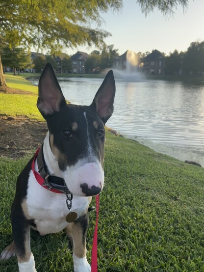 my bull terrier Theo sitting in the grass in front of the local pond 