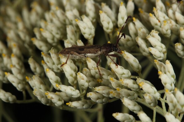 Brown longhorn beetle eating from the tip of a flower