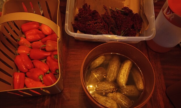 on the left pimento peppers top staghorn sumac fruits and pink lemonade and lower right is salt brined dill pickles, half sour or better
