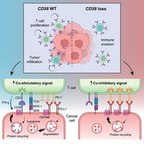 Graphical abstract showing the points made in the paper / Mastodon post.

Original paper title: The CD58-CD2 axis is co-regulated with PD-L1 via CMTM6 and shapes anti-tumor immunity