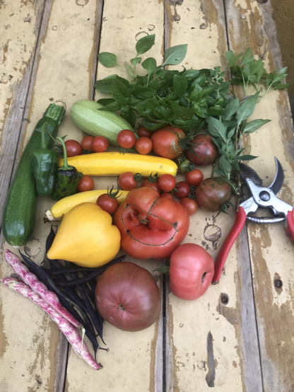 Tomaten Zucchini Bohnen und Kräuter Stilleben