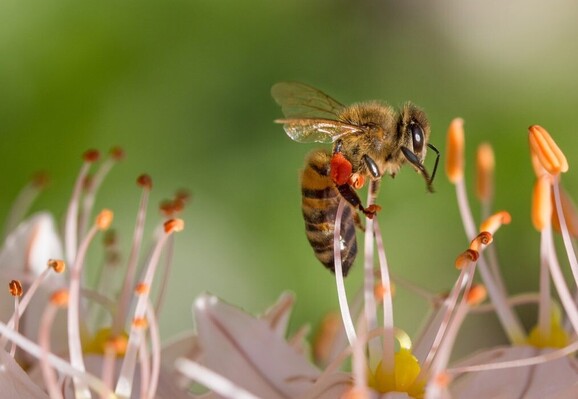 How to Get Rid of Bees