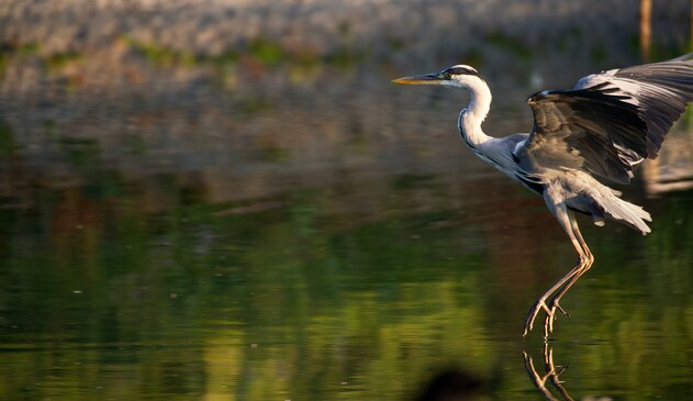 A grey heron in flight (just about to land) over a lake, one claw just touching the water.