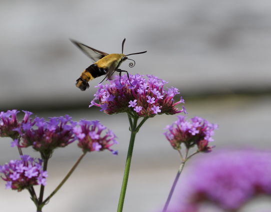 A photo of a snowberry clearwing moth feeding on a purple flower