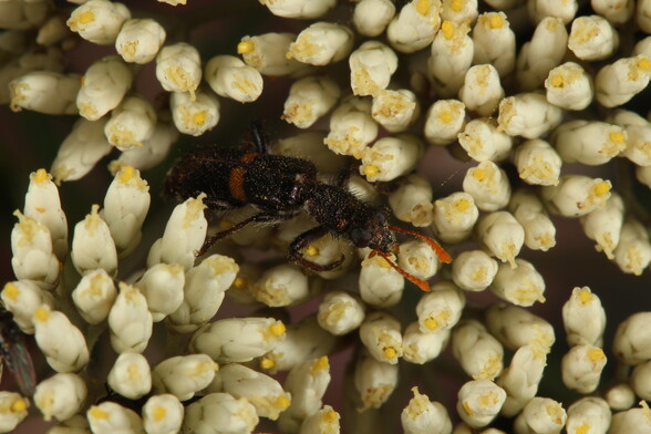 A hairy beetle emerging from a cluster of flower buds
