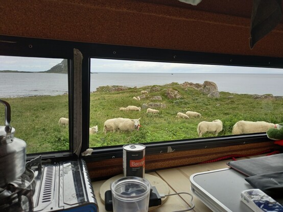 Blick aus dem Camperfenster. Man sieht ein Stück Wiese mit ein paar kleinen Felsen, dahinter der Ozean. Auf der Wiese stehen einige Schafe, etwa 15 Stück. Am unteren Bildrand sieht man im Camper den Kessel auf dem Gaskocher stehen.