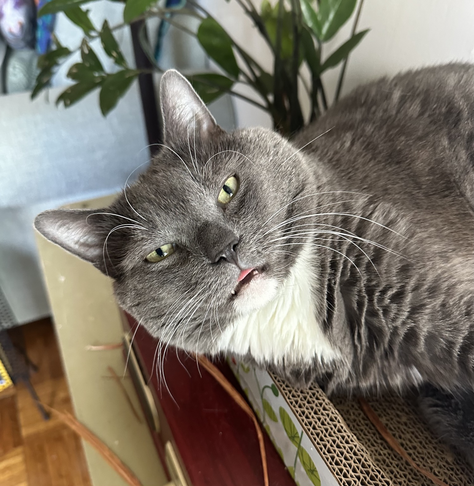 my grey Russian blue cat Theo half asleep in a box with his tongue sticking out. there are dried leaves in shot.