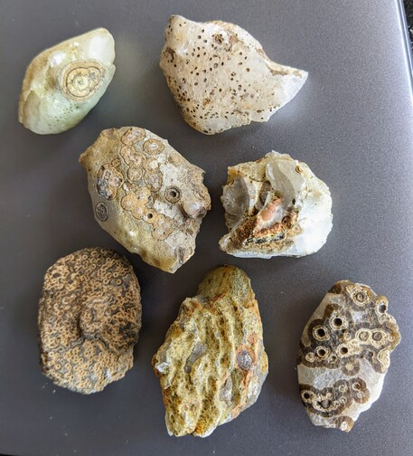 Seven agates, translucent white with bullseye inclusions in various diameters ranging from pinpricks to 3cm