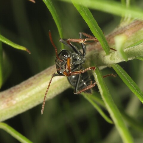 Large black bull ant on vegetation, facing directly at the camera. Face has large brown mandibles & antennae, with large black eyes.
