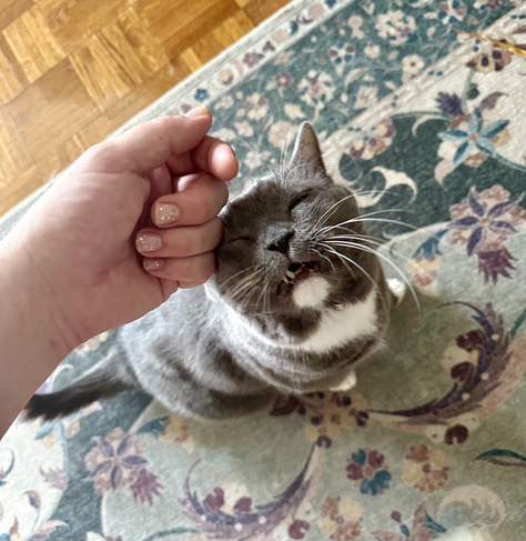 my cat Theo making a happy face with a head-scritch.