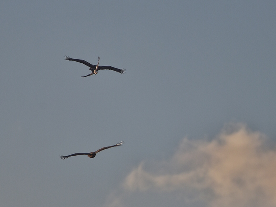 Aerial shot of 2 Wedge-tailed eagles with a lone, brave, Australian magpie literally on the tail of an eagle. Good action shot, if I do say so myself.