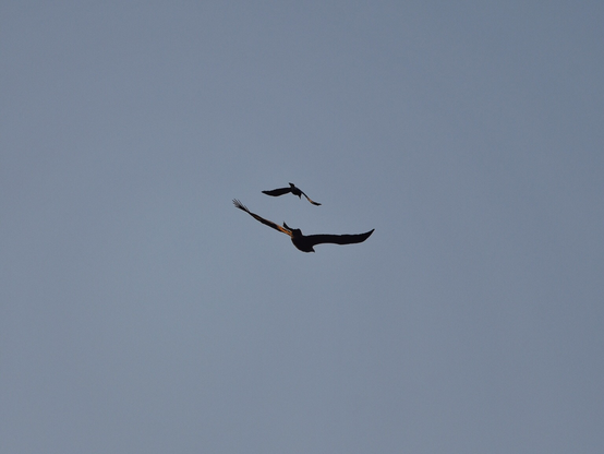 In the aerial capture, the Australian magpie is formation flying closely above the soaring eagle.