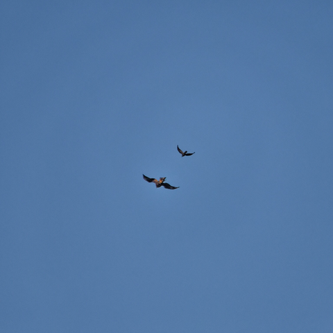 Now it’s the turn of another raptor to get in on the battle. A Brown goshawk has been loitering for a week and here is strafing an eagle at speed. Both raptors have wings spread in a magnificent display.