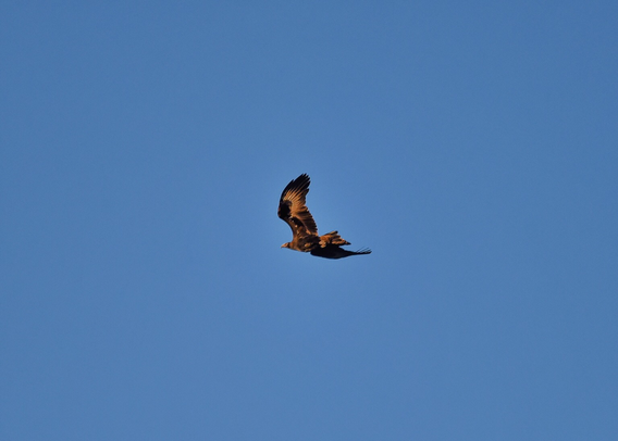 Is that all you’ve got… eagle simple floats into the setting sun away from all the hubbub …