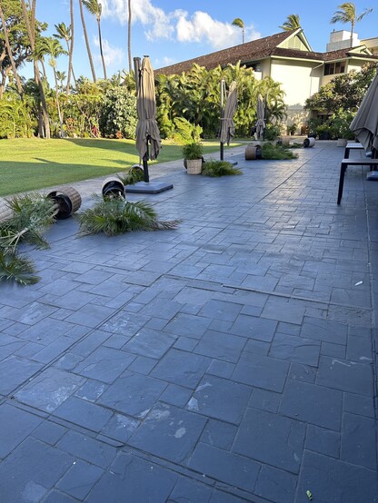 Photo of large palm plants in flower pots that have been blown over due to the high winds in western Maui on August 8th 2023