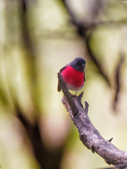 Tiny Rose robin, with its grey head, white stripe adornment between its eyes, & breathtaking rose-pink breast. First time seeing this species.