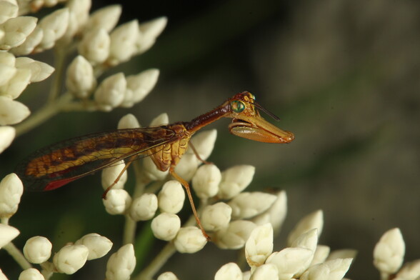 Amber-coloured mantidfly with large green eyes standing prominently on a cluster of flowers