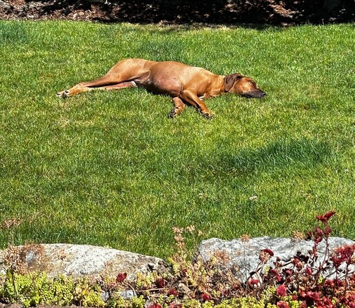 brown dog, lying in green grass, sleeping dog