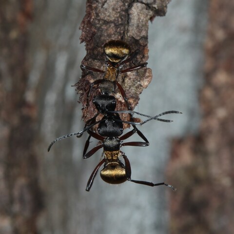 One golden spiny ant hanging off a piece of bark, looking towards a second spiny ant on the piece of bark.